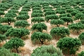 240_Kreta Wschodnia